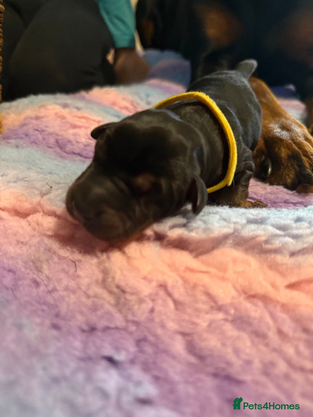 Dobermann dogs for sale: *Stunning Top/Best Bloodline Dobermanns For Sale* - Image 7