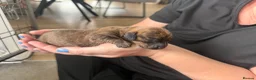 Miniature Dachshund dogs for sale: Mini Dax puppies 1 boy & 1 girl remaining in Billingshurst - Advert 13