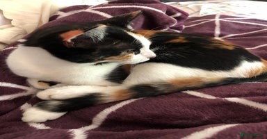 Domestic Shorthair cats - Advert 16