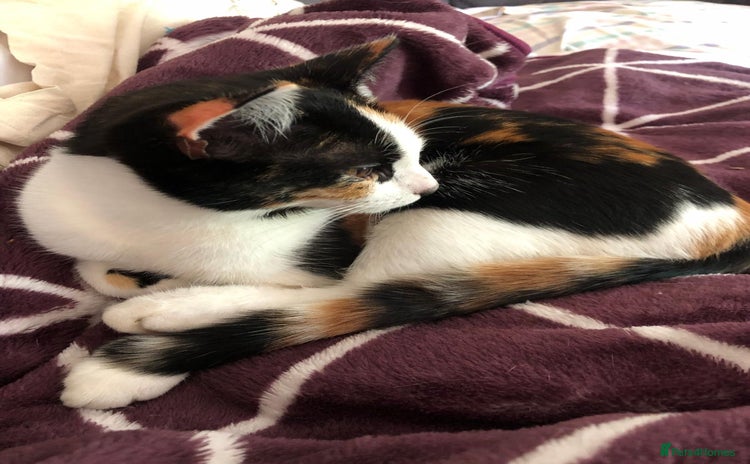 Domestic Shorthair cats - Advert 2
