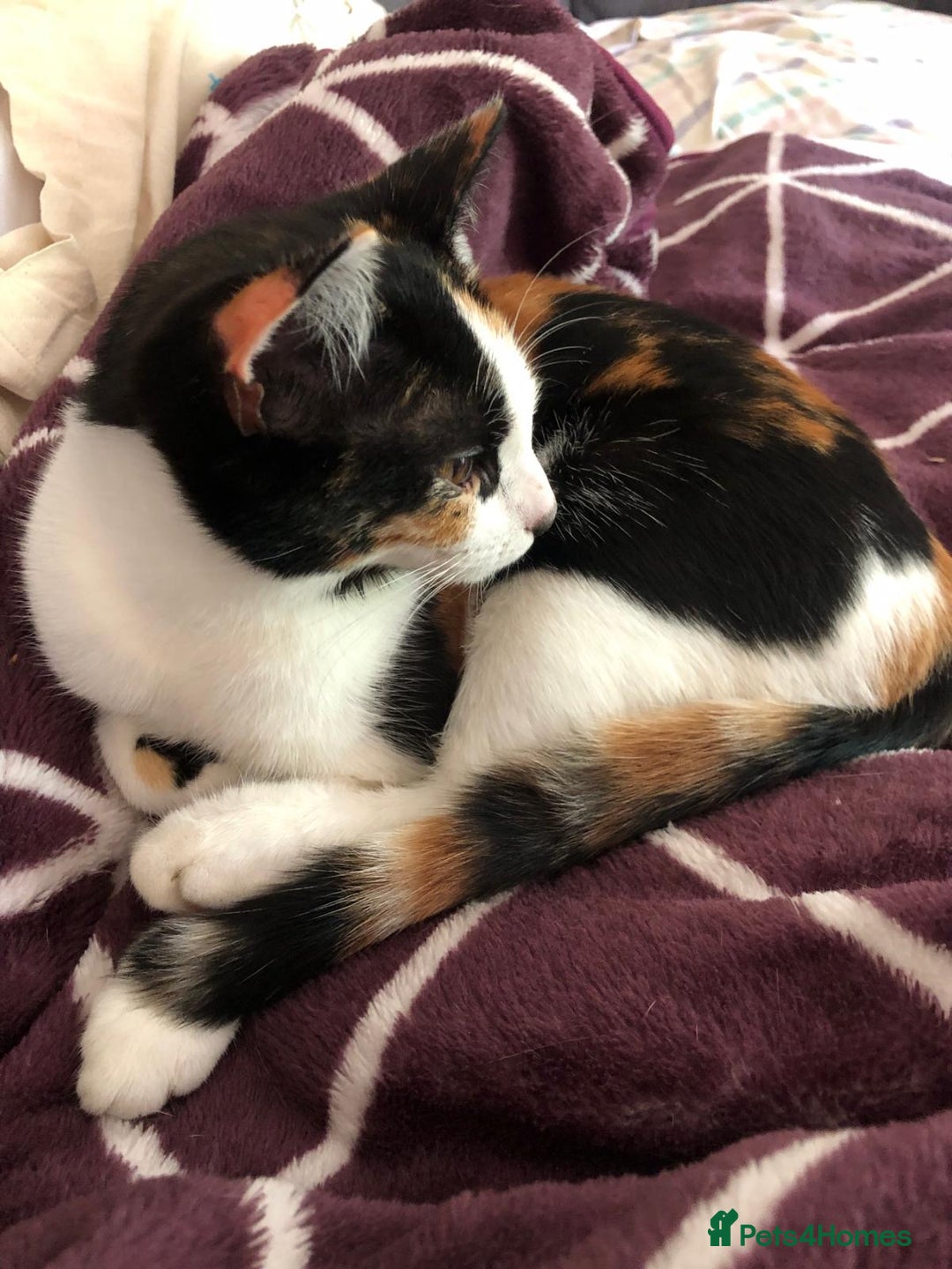 Domestic Shorthair cats for sale: 6 playful kittens for rehoming - Image 1