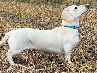 Miniature Dachshund dogs - Advert 17