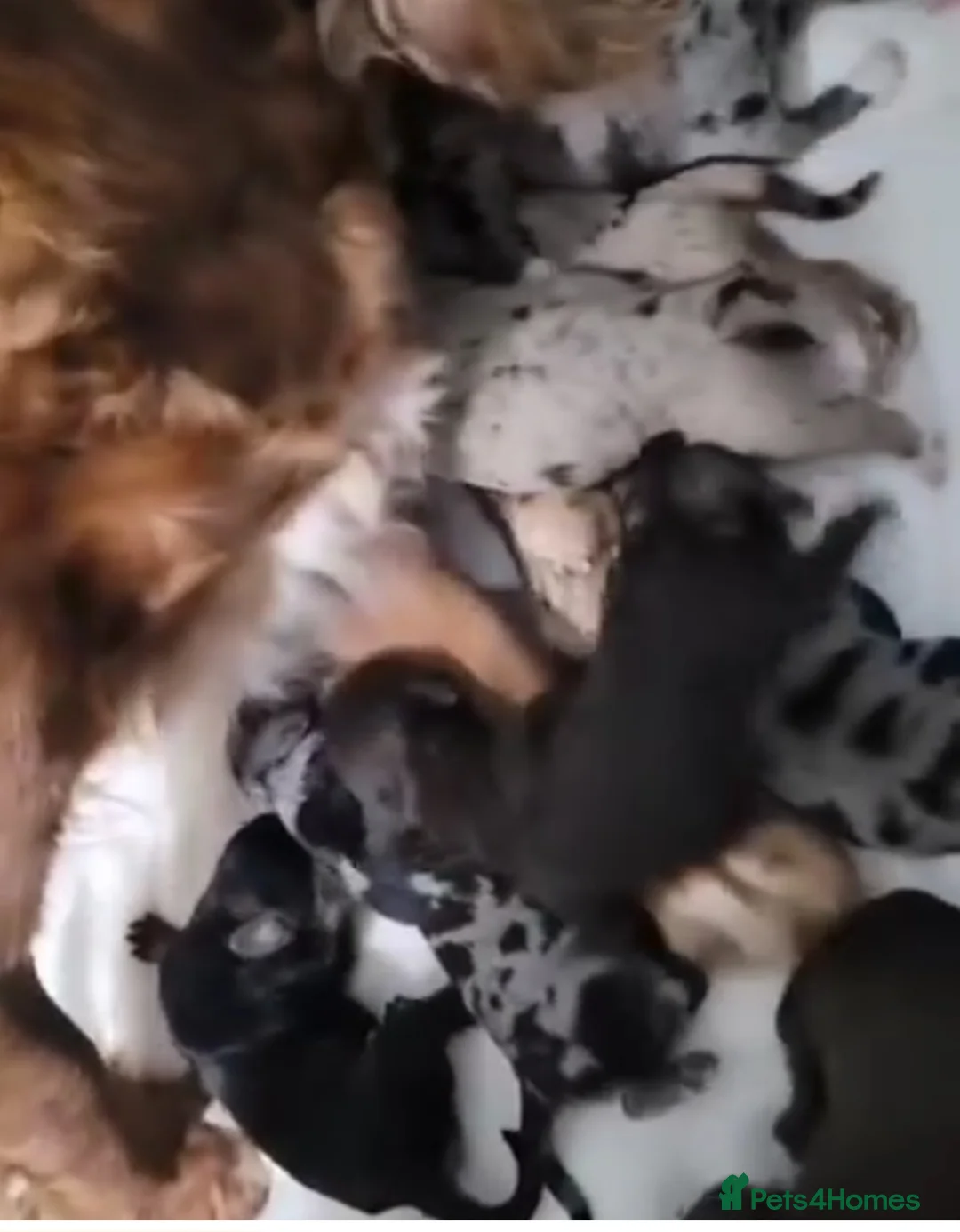 Miniature Poodle dogs for stud: DWKC  merle miniature poodle. Fully health tested  in Walsall - Advert 9