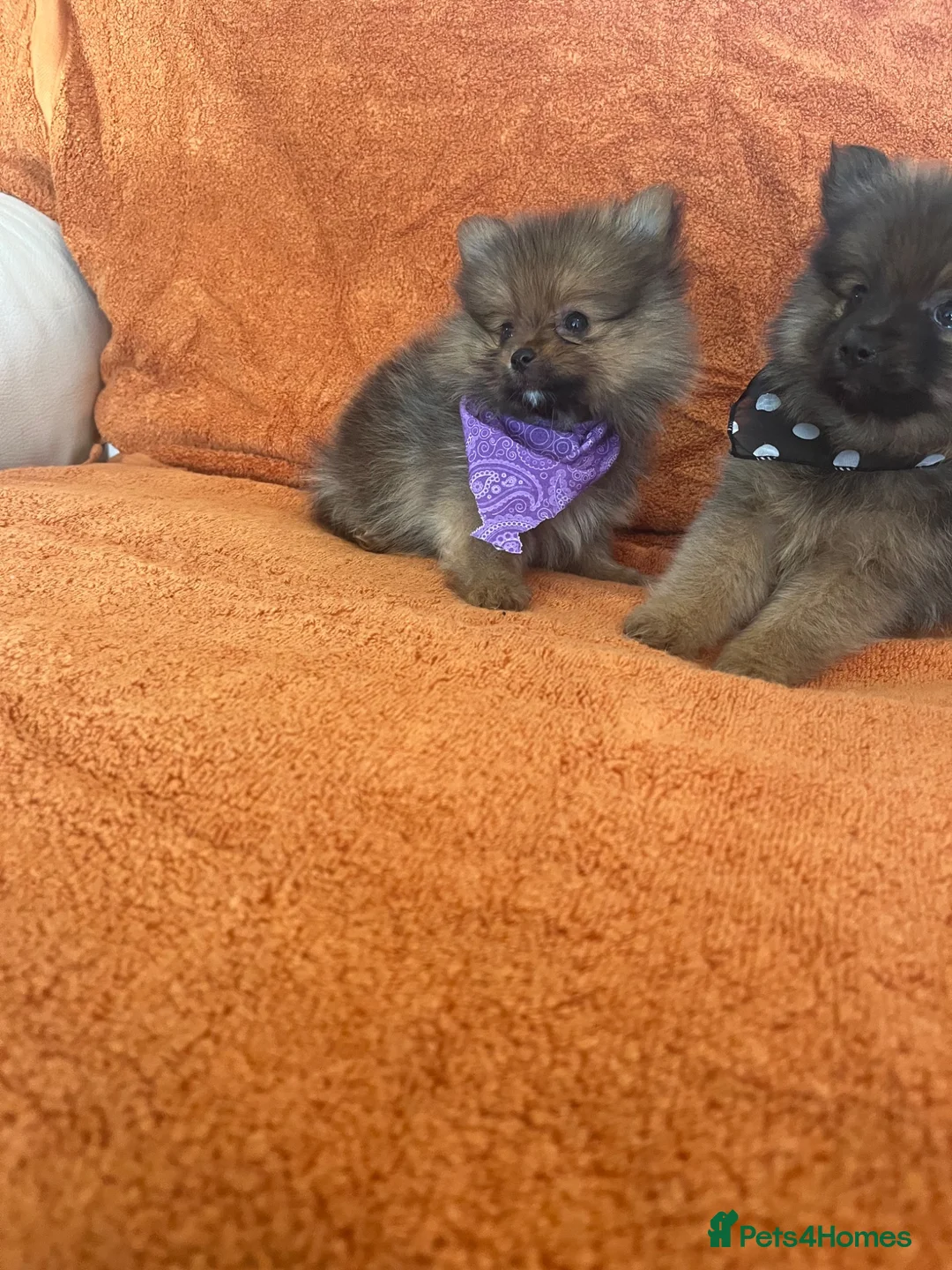 Pomeranian dogs for sale: Pomeranian  - Advert 20