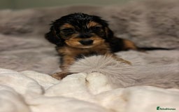 Cockapoo dogs for sale: Outstanding red and Black and Tan cockapoos in Doncaster - Image 12