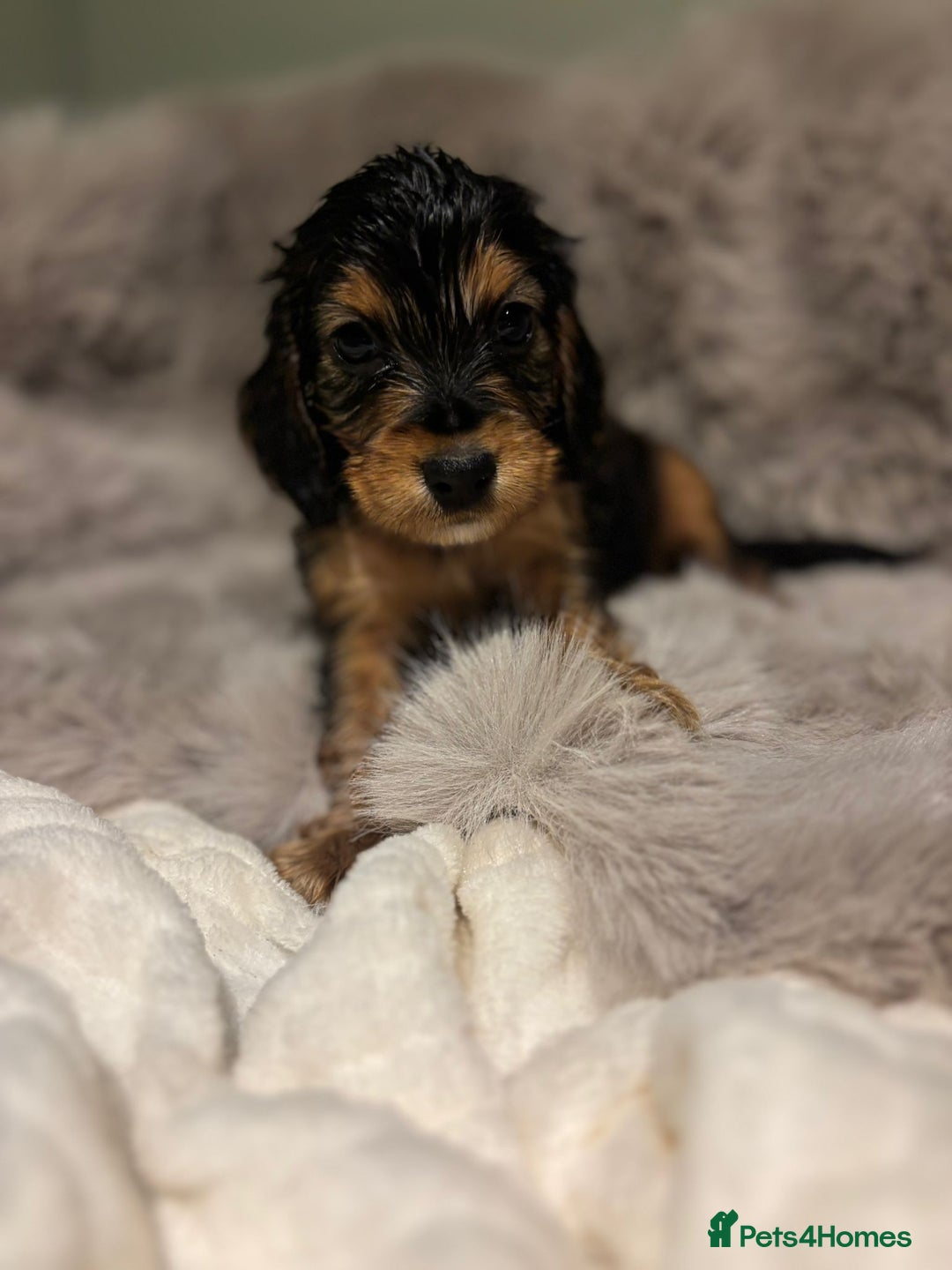 Cockapoo dogs for sale: Outstanding red and Black and Tan cockapoos in Doncaster - Image 12