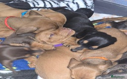 Miniature Dachshund dogs for sale: mini dachshund puppies - Image 8