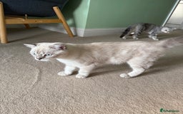 Scottish Fold cats for sale: British Shorthair and Scottish Fold - Image 20