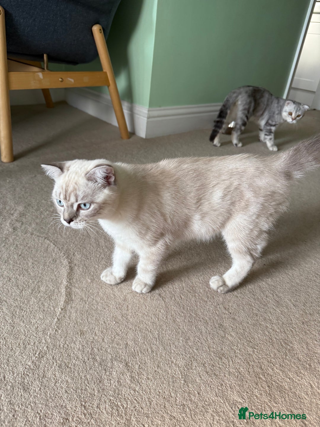 Scottish Fold cats for sale: British Shorthair and Scottish Fold - Image 20