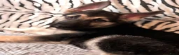 German Shepherd dogs for sale: Beautiful German Shepard Puppies - Advert 21