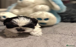 Shih Tzu dogs for sale: Shih Tzu  - Advert 15