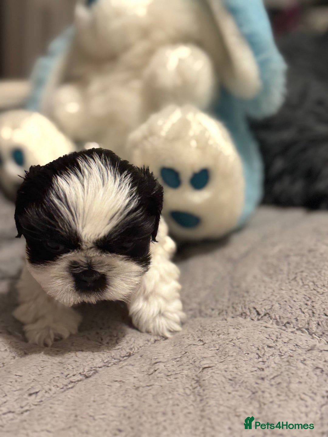 Shih Tzu dogs for sale: Shih Tzu  - Advert 15