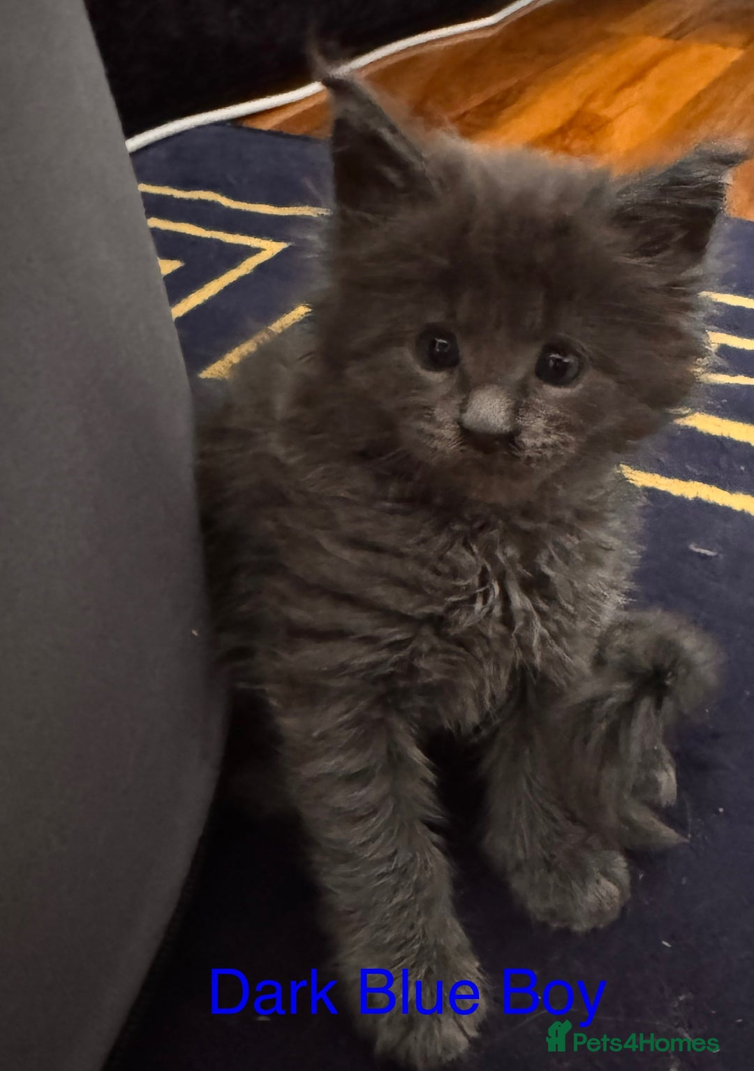 Maine Coon cats for sale: Purebred Blue Maincoon Kittens  - Image 5
