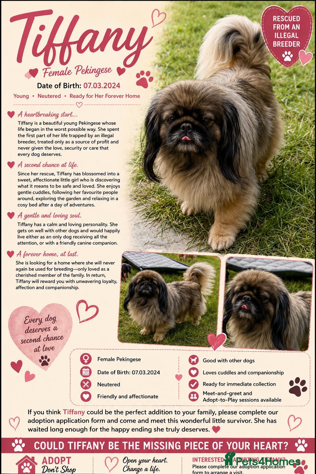Pekingese dogs 🐾 TIFFANY – Female Pekingese 🐾 - Advert 2