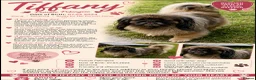 Pekingese dogs for adoption: 🐾 TIFFANY – Female Pekingese 🐾 - Advert 2