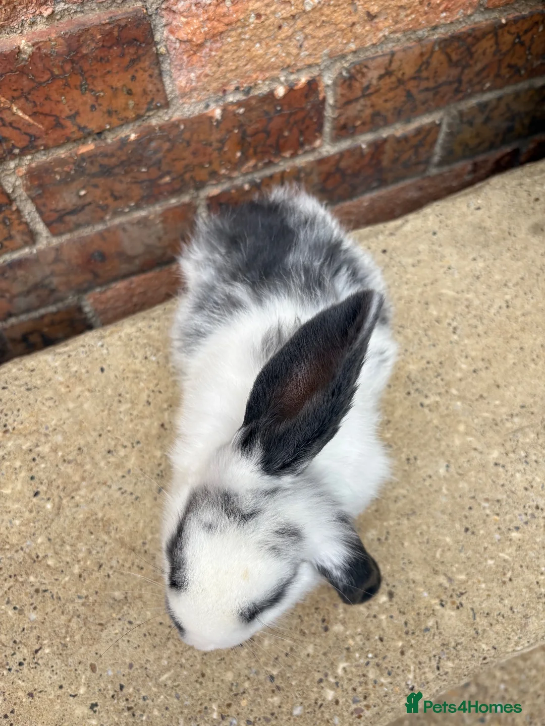 Mini Lop rabbits for sale: 1 male mini lop remaining 20 weeks old  - Advert 6