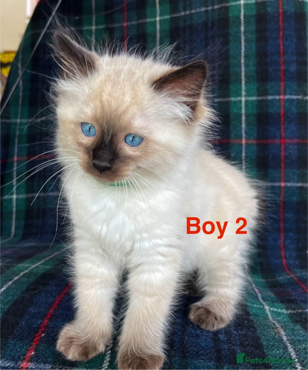 Ragdoll cats for sale: Ragdoll Kitten GCCF, ready now. - Image 9