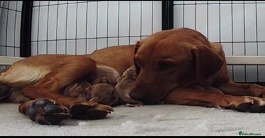 Labrador Retriever dogs in Havant - Advert 15