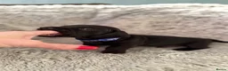 Miniature Dachshund dogs for sale: Rare Solid Colour PRA Clear KC Mini Dachshund Pups - Advert 25