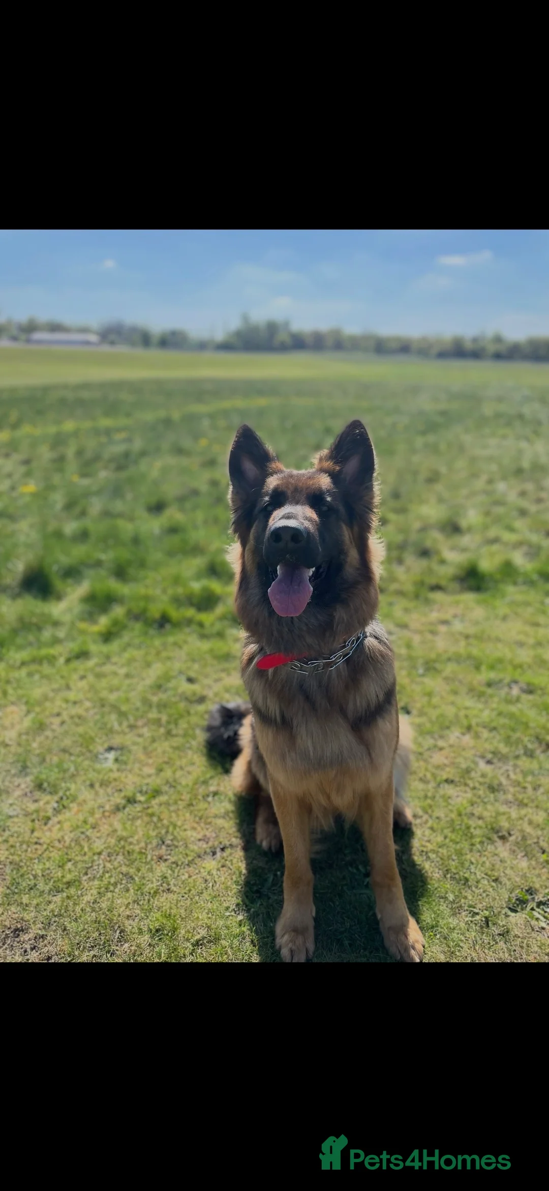 German Shepherd dogs for sale: Long Hair German Shepherd Puppies  in Castleford - Advert 6