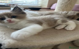 Ragdoll cats for sale: Ragdoll kittens boys 3 boys, one seal mink - Image 11