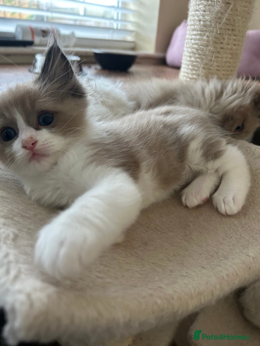 Ragdoll cats for sale: Ragdoll kittens boys 3 boys, one seal mink - Image 11