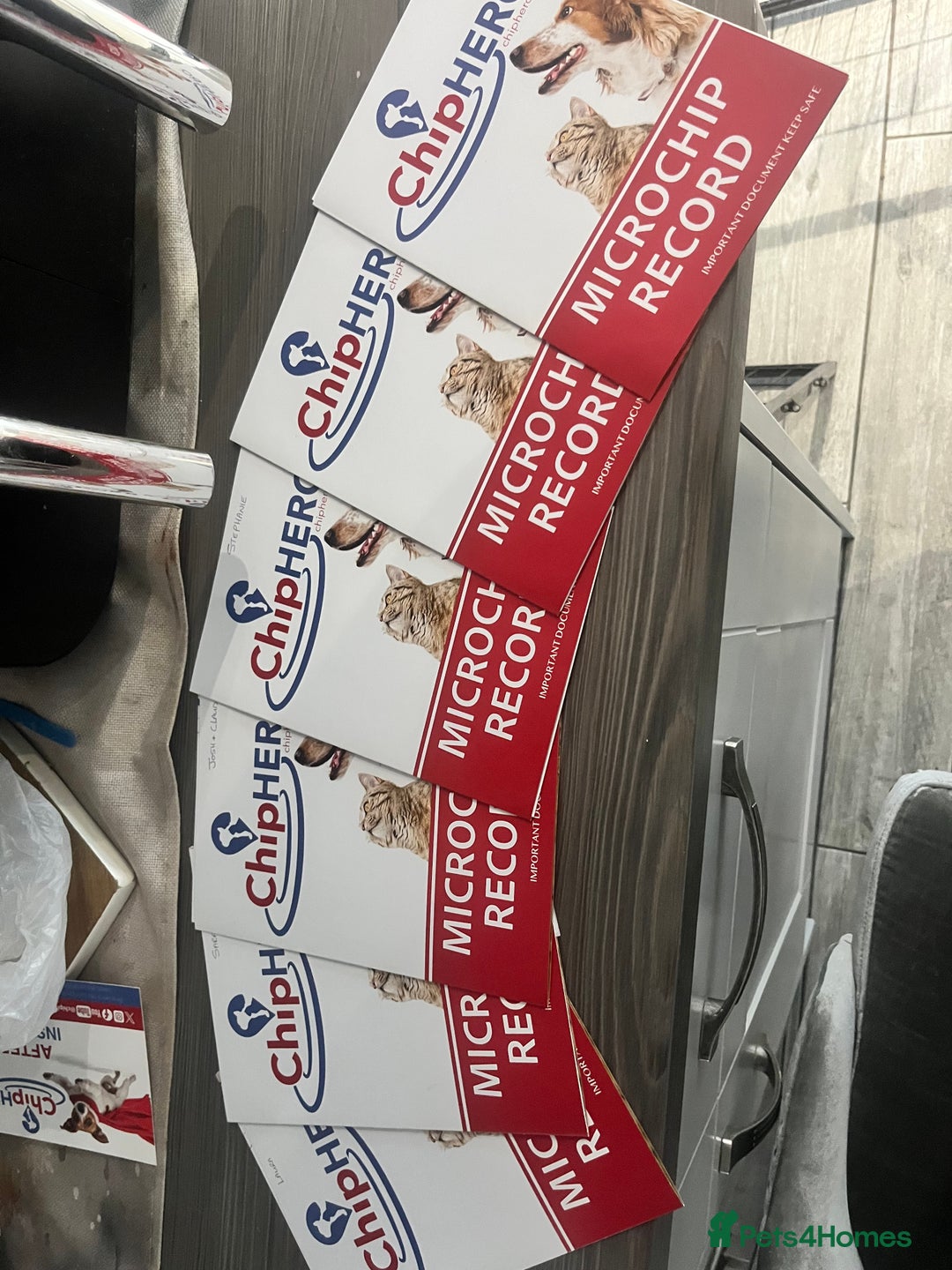 Cocker Spaniel dogs for sale: Cocker Spaniel Puppies - Advert 14