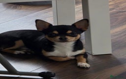 Chihuahua dogs for sale: LAST ONE Chihuahuas for sale BOY  - Image 6