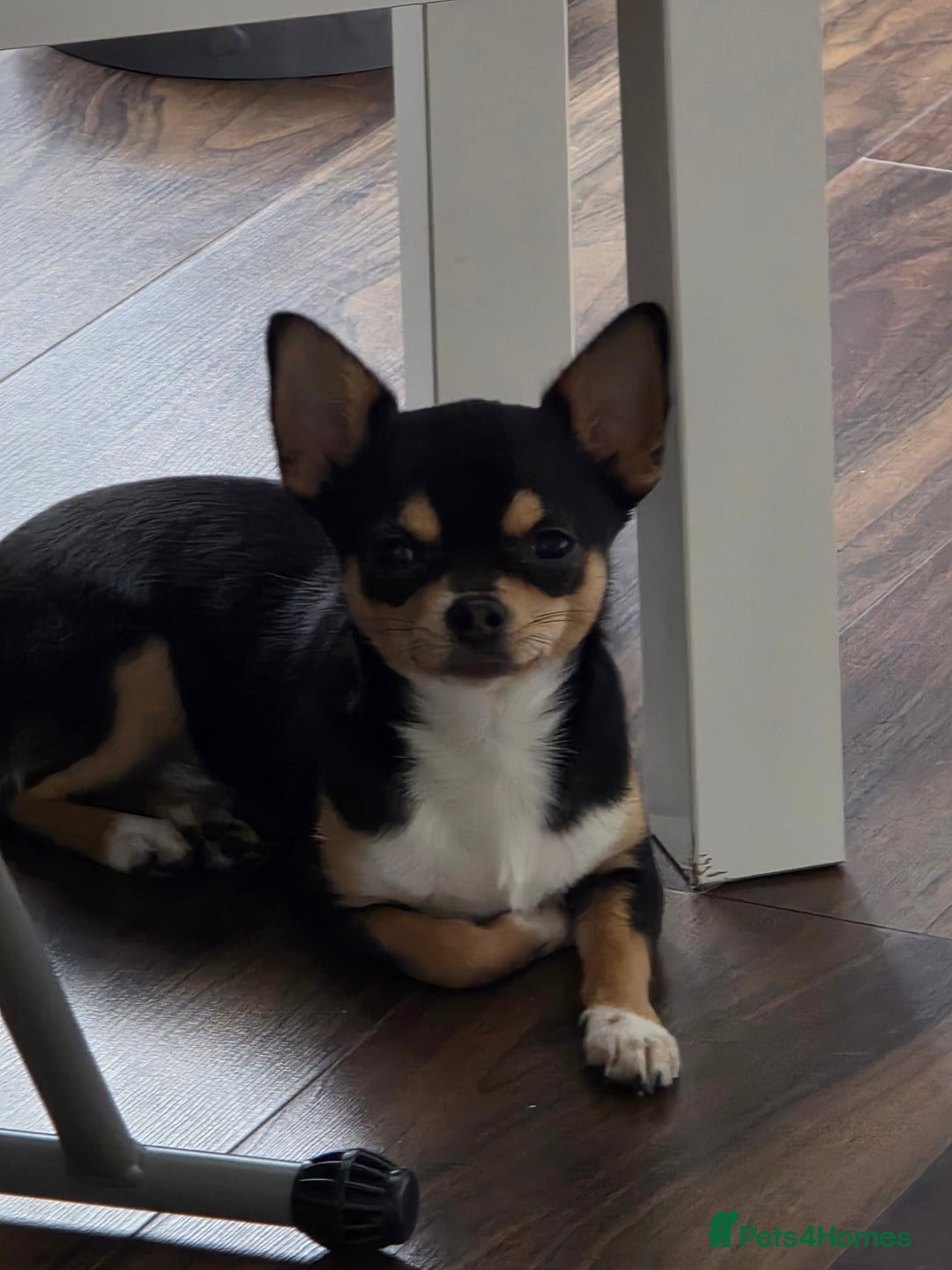 Chihuahua dogs for sale: LAST ONE Chihuahuas for sale BOY  - Image 6