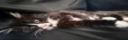 Mixed Breed cats for sale: Kitten Girl  - Advert 12
