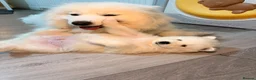 Samoyed dogs for sale: 🐾Quality Samoyed Puppies🤍KC Registered⭐️ - Advert 6