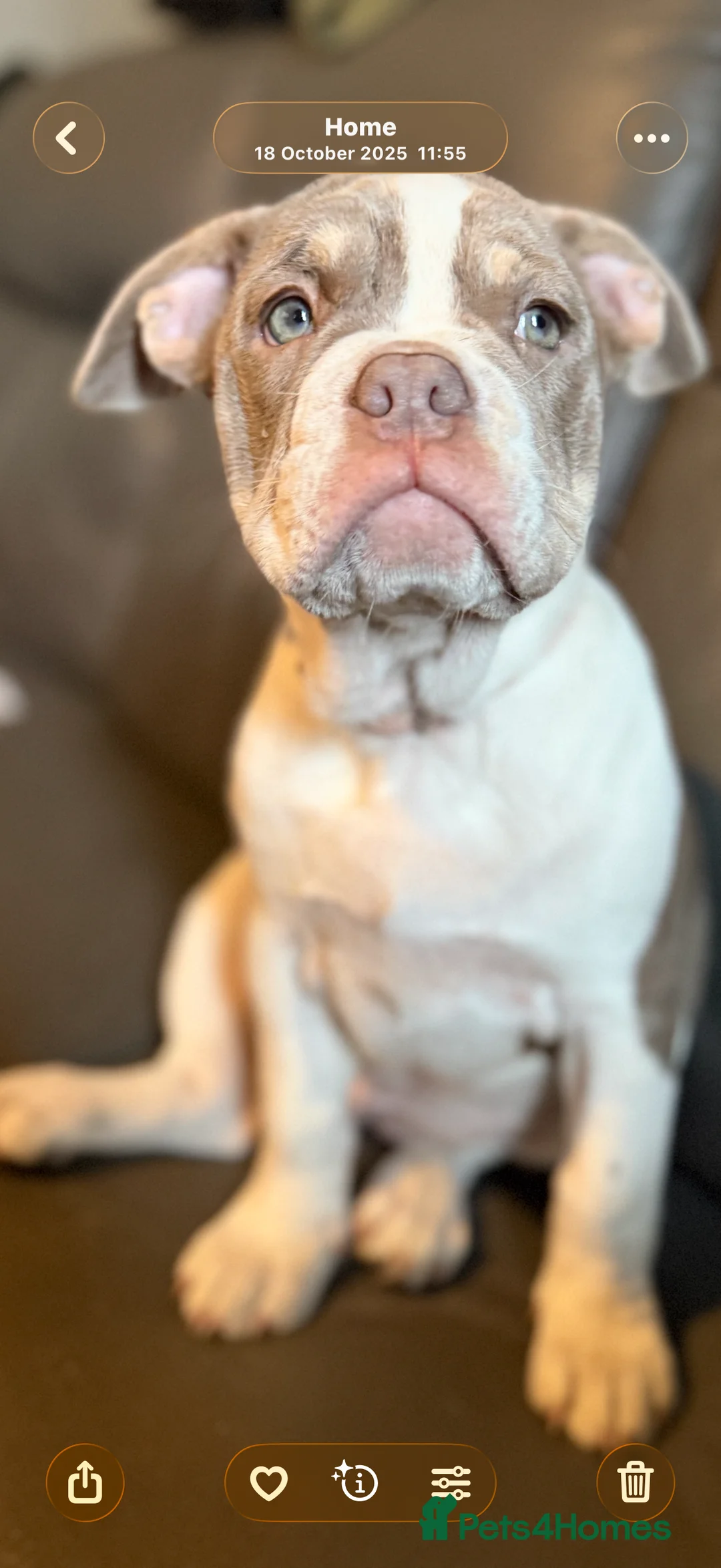 Mixed Breed dogs for sale: Bailey+Bella - Advert 3