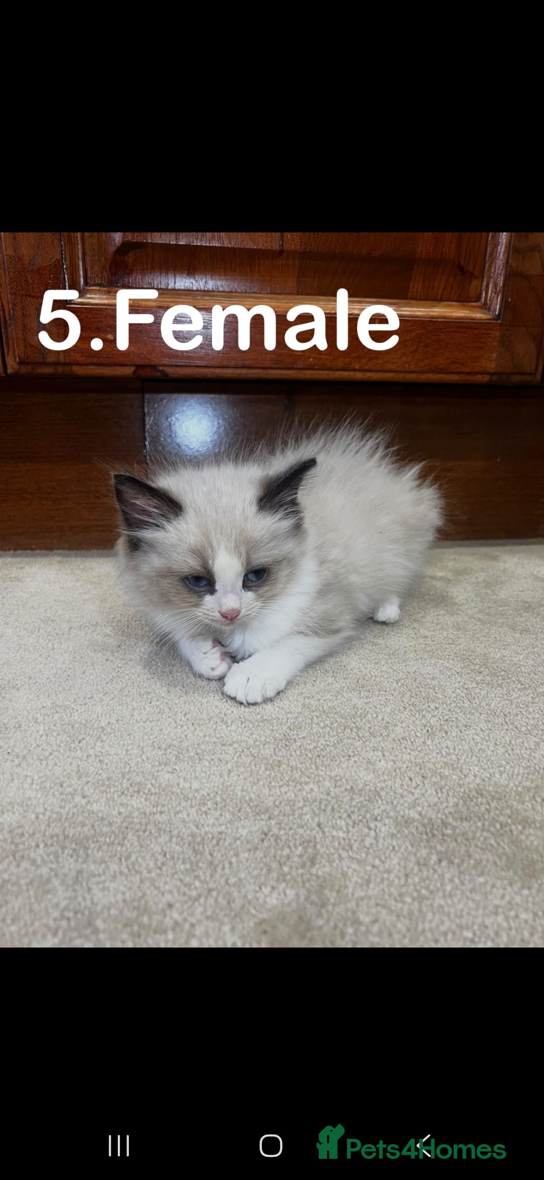 Ragdoll cats Beautiful Ragdoll KittensReady 4Their New Homes 🐾 - Advert 2