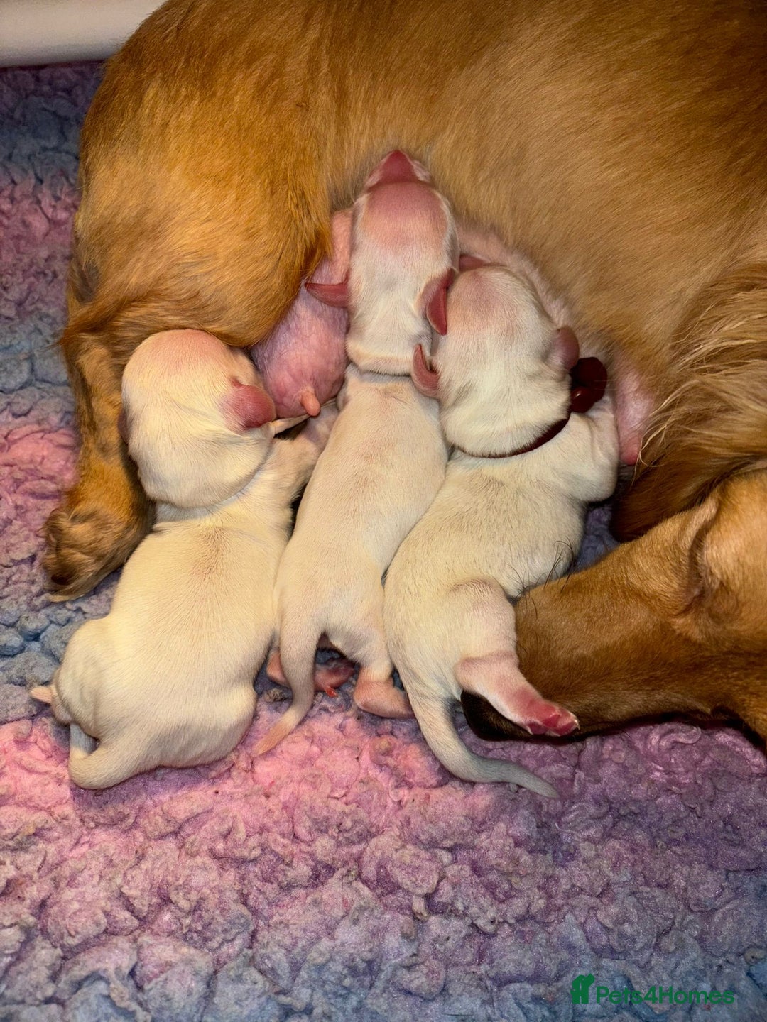 Miniature Dachshund dogs for sale: KC Registered Cream Long Hair Miniature Dachshunds - Advert 40