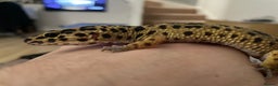 Leopard Gecko reptiles for sale: 3 year old leopard gecko complete setup.  - Advert 1