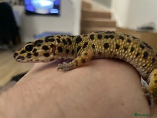 Leopard Gecko reptiles 3 year old leopard gecko complete setup. - Advert 1