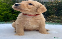 Labradoodle dogs for sale: F1 labradoodle  - Image 8