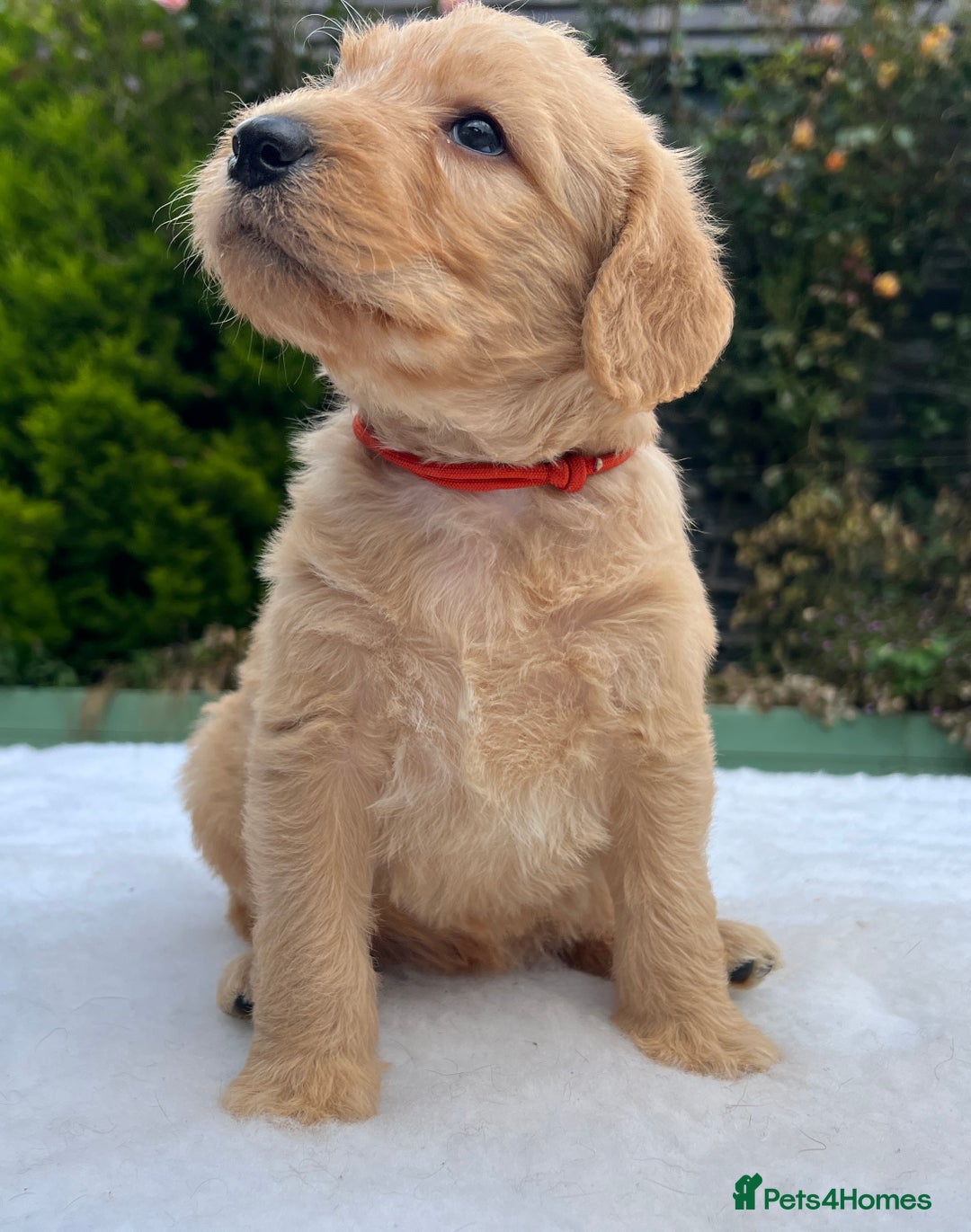 Labradoodle dogs for sale: F1 labradoodle  - Image 8