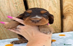 Cocker Spaniel dogs for sale: Ready 30th august import lines  - Image 31