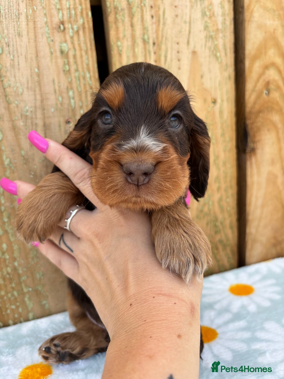 Cocker Spaniel dogs for sale: Ready 30th august import lines  - Image 31