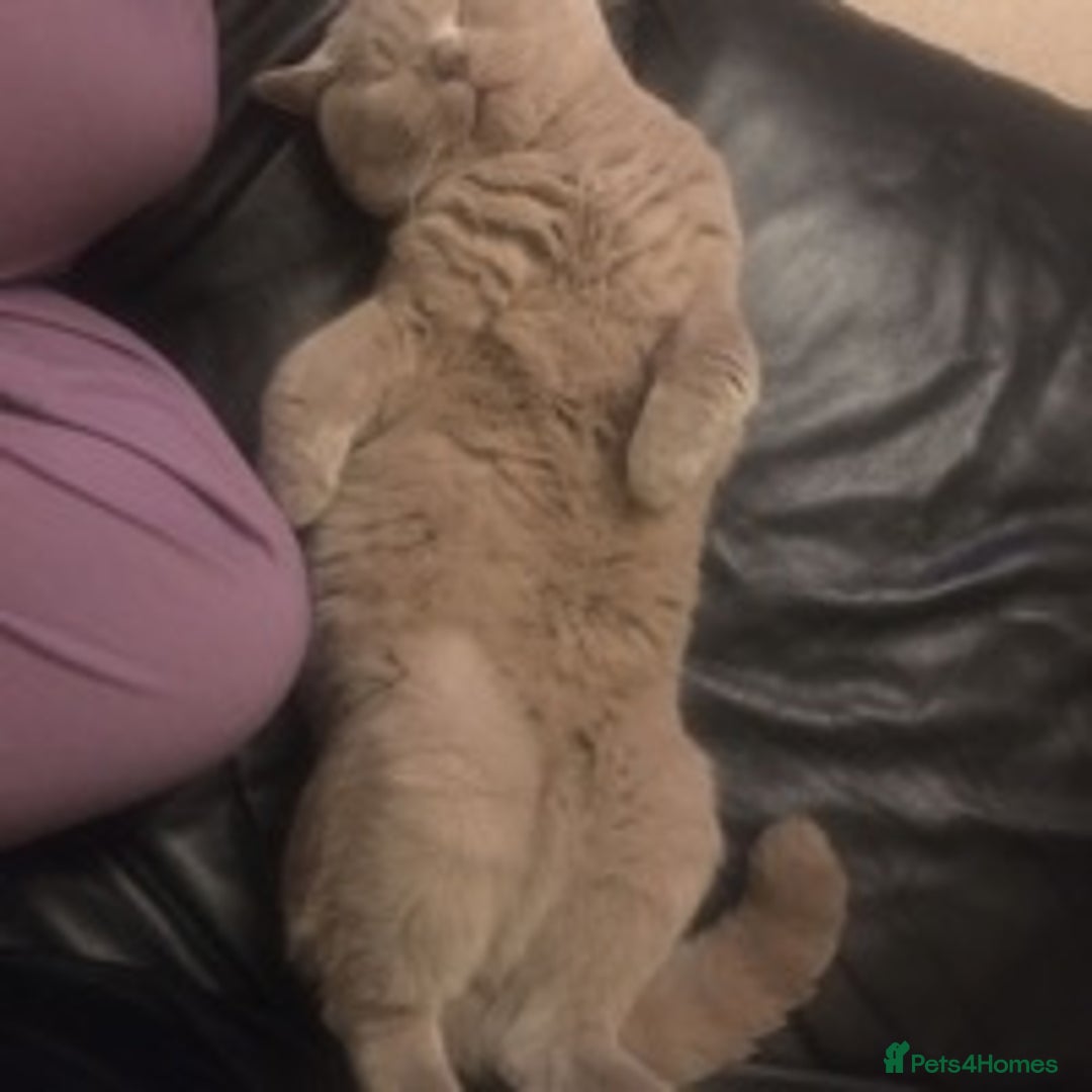British Shorthair cats for stud: STUD ONLY in Huddersfield - Image 9