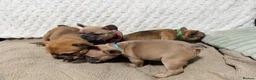 French Bulldog dogs for sale: Frenchie pups  - Advert 3