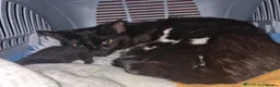 Domestic Shorthair cats for sale:  Rescued at Two Days Old  - Advert 6