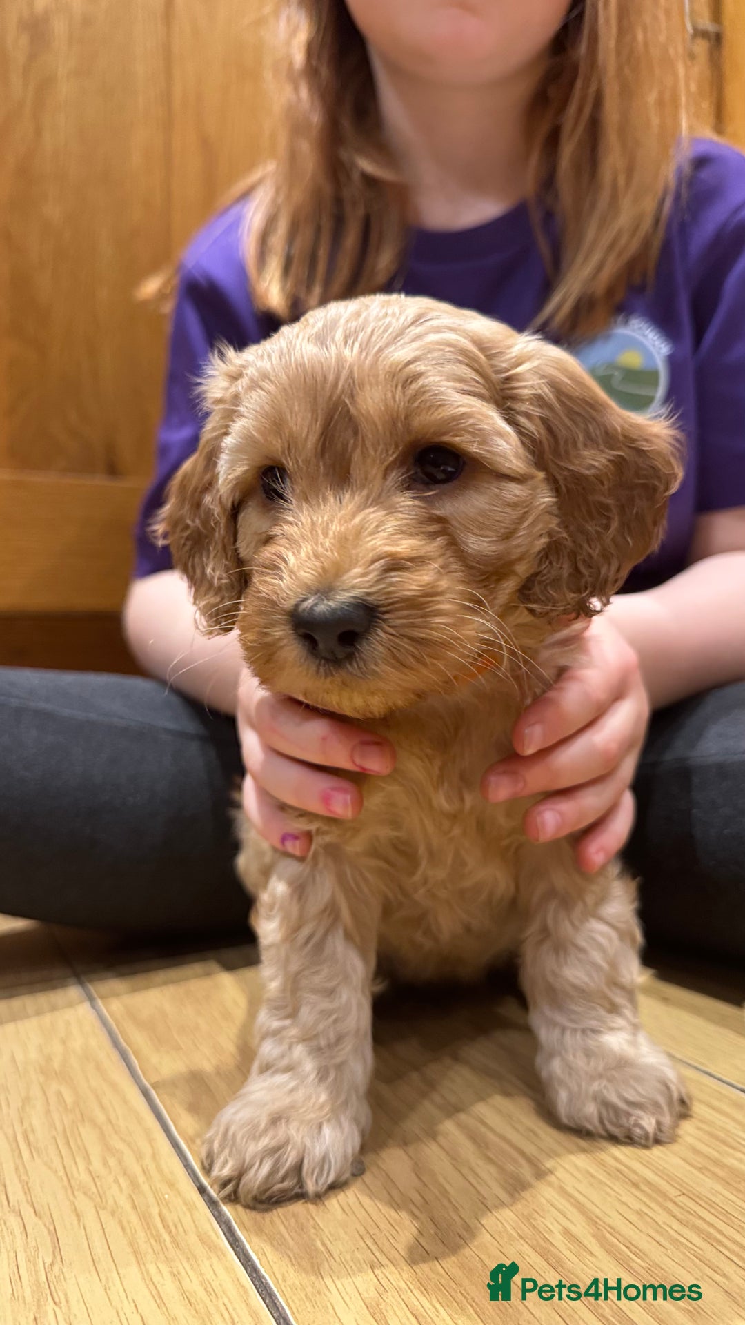 Cockapoo dogs for sale: Cockapoo puppies 🐶  - Advert 5
