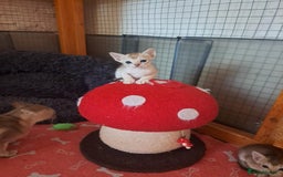 Singapura cats for sale: Stunning Singapura kittens  - Image 14