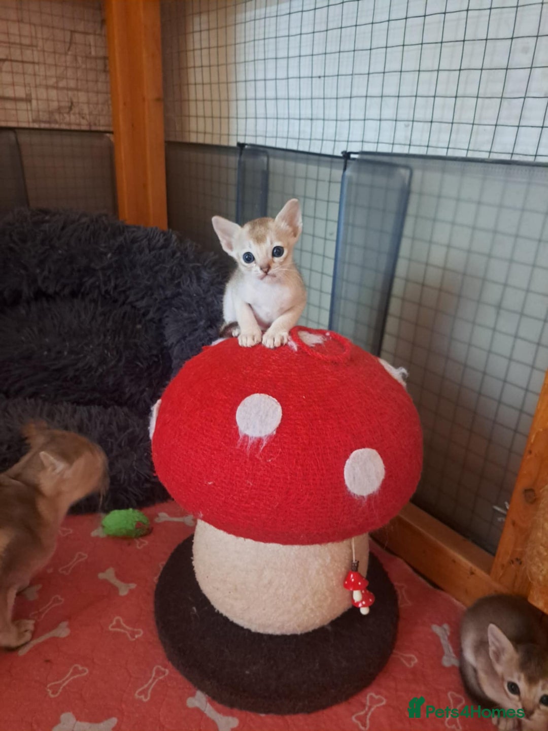 Singapura cats for sale: Stunning Singapura kittens  - Image 14