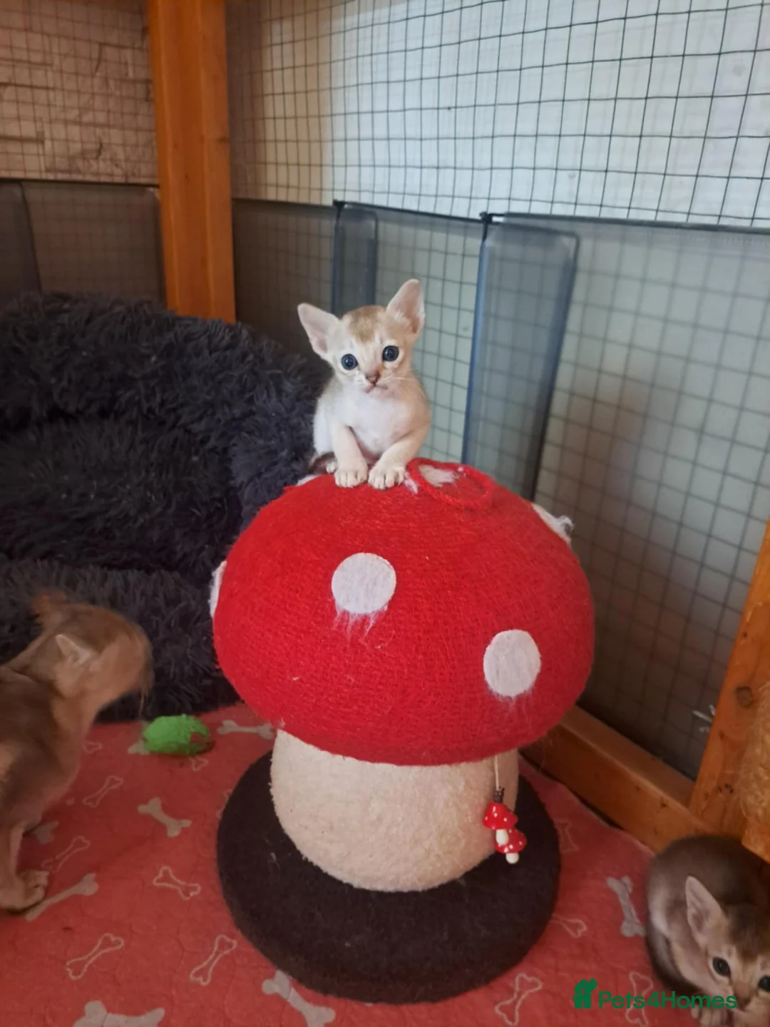 Singapura cats for sale: Stunning Singapura kittens  - Advert 14