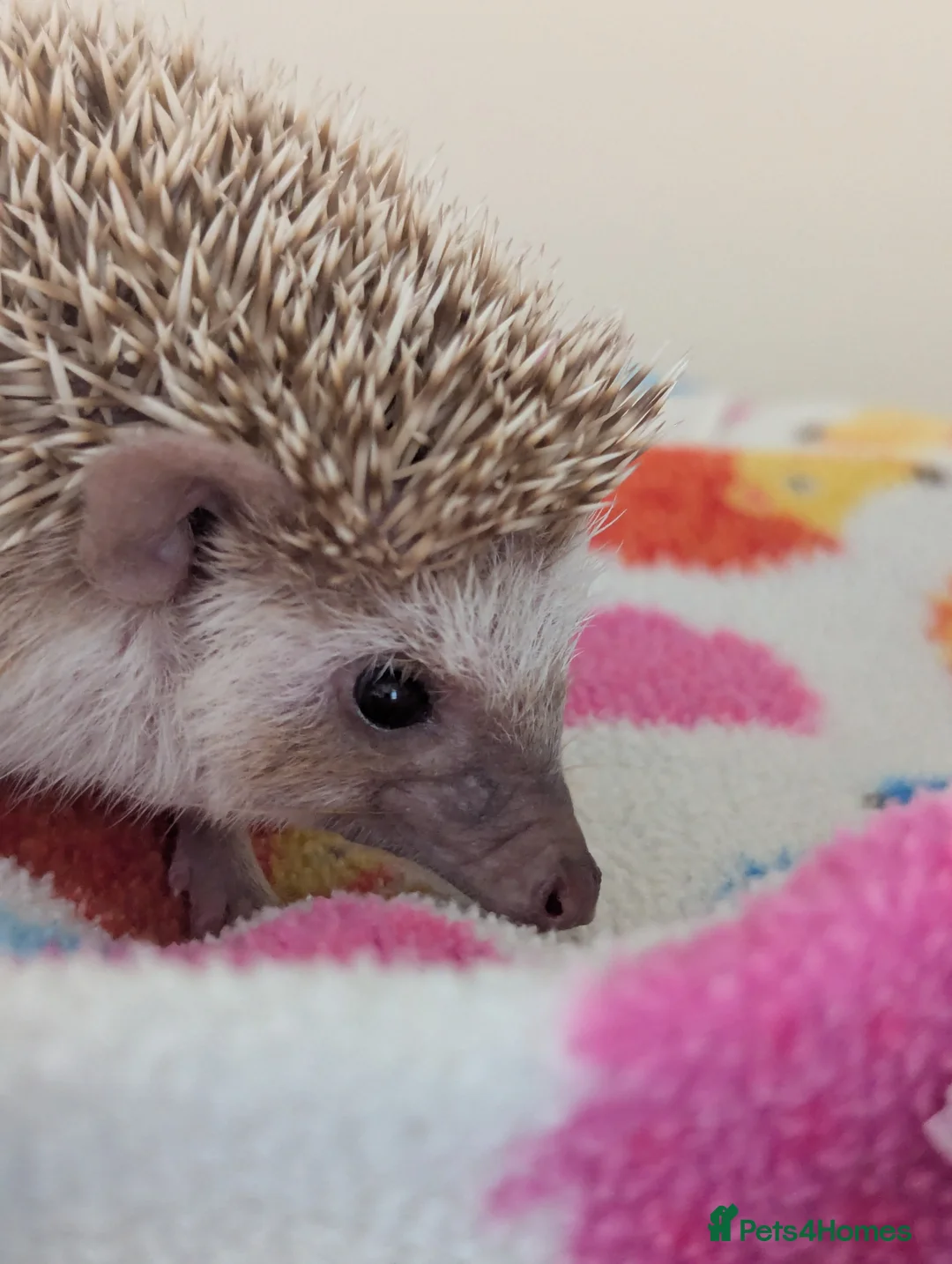 Pygmy Hedgehog rodents for sale: Milligan is looking for a 5* home/ Rehomed Now - Advert 2
