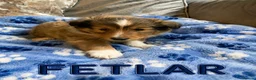 Shetland Sheepdog dogs for sale: KC SHETLAND SHEEPDOG PUPS  - Advert 5