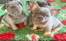 French Bulldog dogs for sale: Amazing Frenchies ready now.  - Image 2